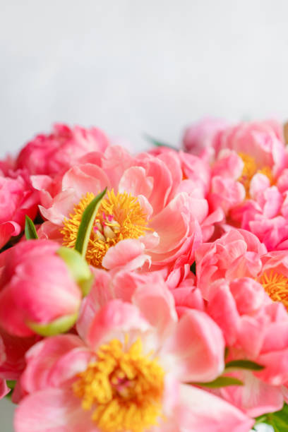 encantadoras flores en florero de vidrio. hermoso ramo de tipo peonías de encanto coral. composición floral, escena, luz de día. fondo de pantalla. foto vertical - pink salmon fotografías e imágenes de stock