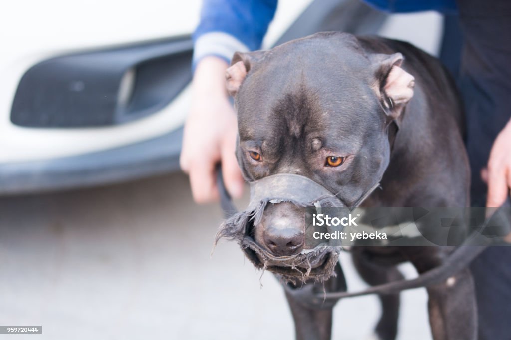 Pitbull Dog Stock Photo - Download Image Now - Animals Attacking, Violence, Pit  Bull Terrier - iStock