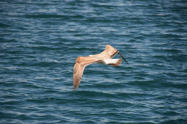istock Seagull fly over the wavy water surface 959723368