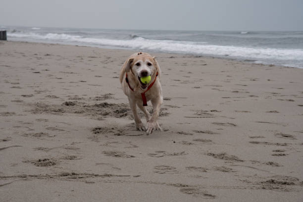 istock Yellow Lab Running on the Beach 959723442