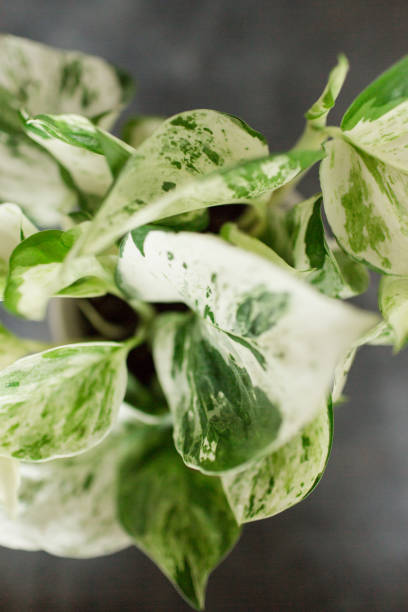 istock Pearls & Jade Pothos Plant 959723950