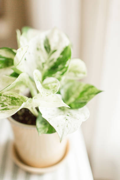 istock Variegated Pearls & Jade Pothos Plant 959725042
