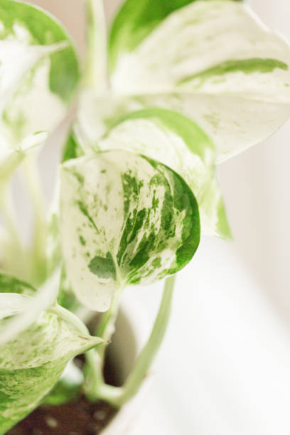 istock Pearls & Jade Pothos Plant 959725306