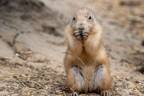 istock A prairie dog (Cynomys ludovicianus) standing near his burrow 959725596