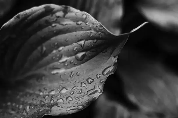 Photo of Monochrome abstract background.The texture of the host leaf is close-up, blurred, with a small depth of shalow. Modern art, can be used as a poster for interior design