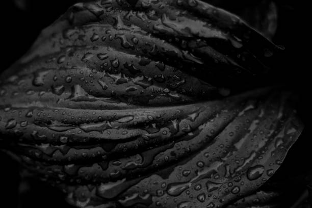 istock Monochrome abstract background.The texture of the host leaf is close-up, blurred, with a small depth of shalow. Modern art, can be used as a poster for interior design 959729232