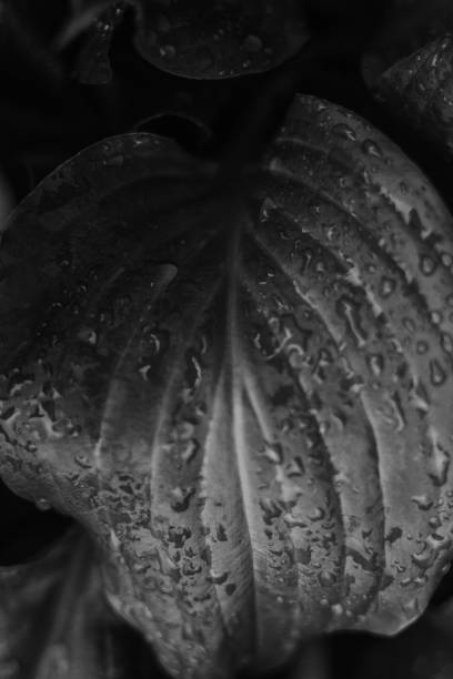 istock Monochrome abstract background.The texture of the host leaf is close-up, blurred, with a small depth of shalow. Modern art, can be used as a poster for interior design 959729236