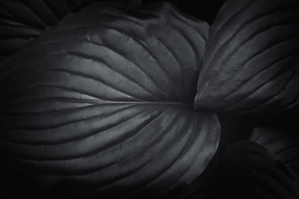 istock Monochrome abstract background.The texture of the host leaf is close-up, blurred, with a small depth of shalow. Modern art, can be used as a poster for interior design 959729250