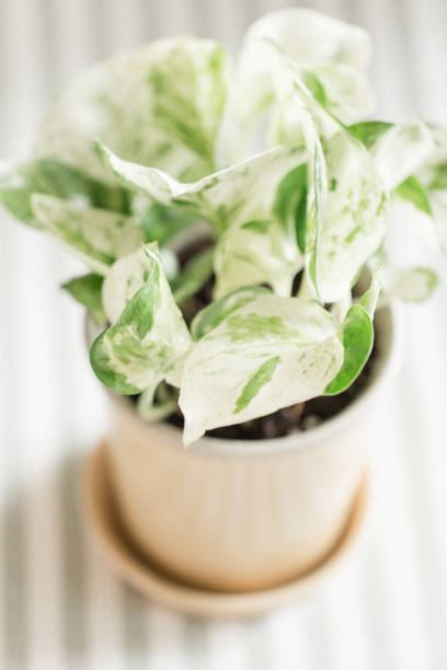 istock Variegated Pearls & Jade Pothos Plant 959731708
