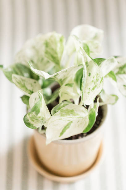 istock Variegated Pearls & Jade Pothos Plant 959731890