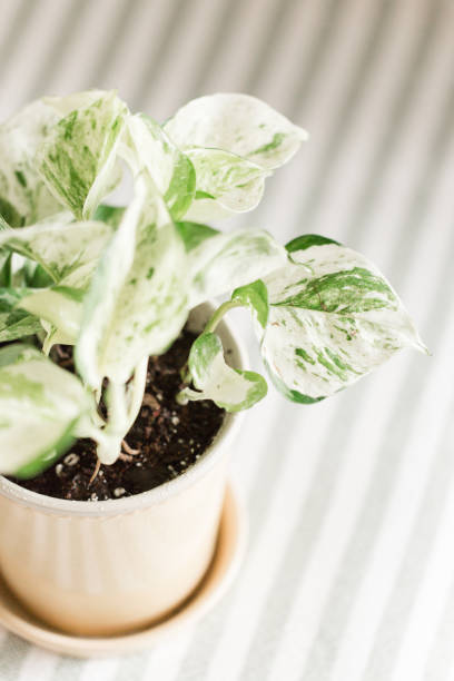 istock Pearls & Jade Pothos Plant 959731898