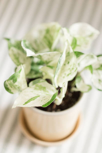istock Variegated Pothos Houseplant 959732034