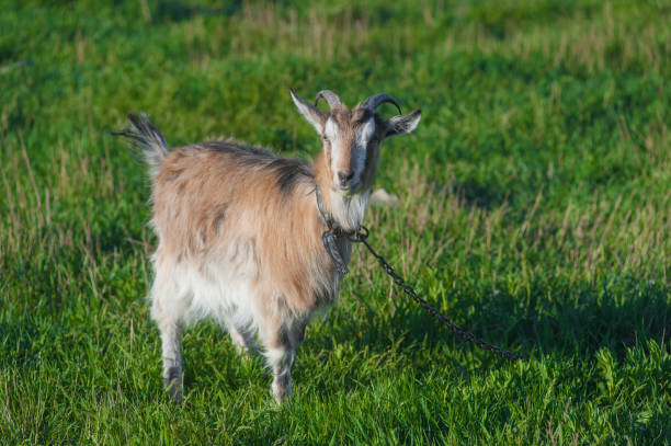 istock one brown goat in a green meadow on a leash 959733600