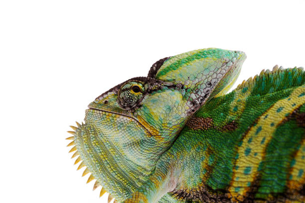 istock Veiled Chameleon Close-up isolated white background 959733654