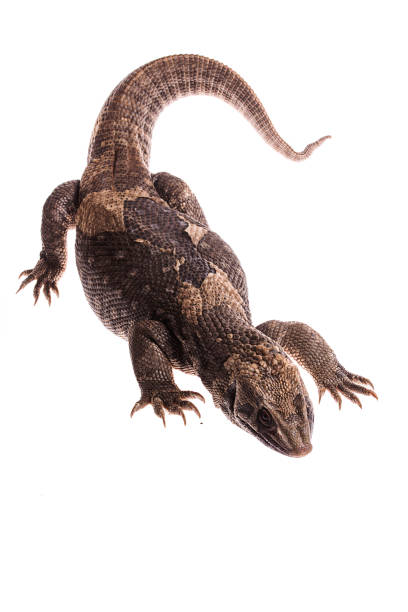 istock Savannah Monitor Lizard On white background 959734724