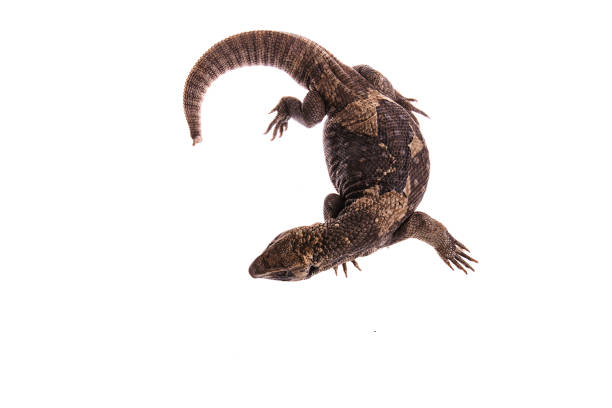 istock Savannah Monitor Lizard On white background 959734950