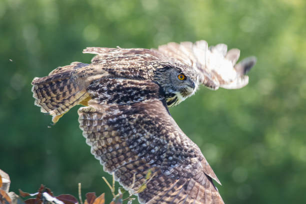 istock Owl in level flight. Silent hunter bird of prey flying. 959736826