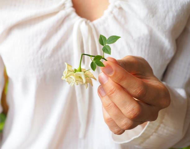 istock Broken white rose in the palms. A broken flower in hand. 959739854
