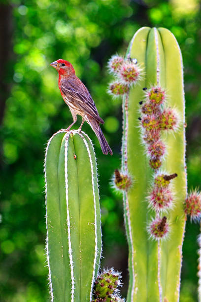 istock House Finch on Blooming Cactus 959740294