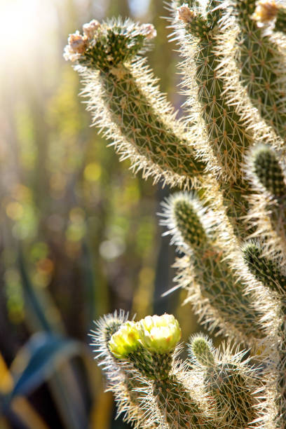 istock CLoseup Cholla Cactus In Bloom at Sunrise 959740326