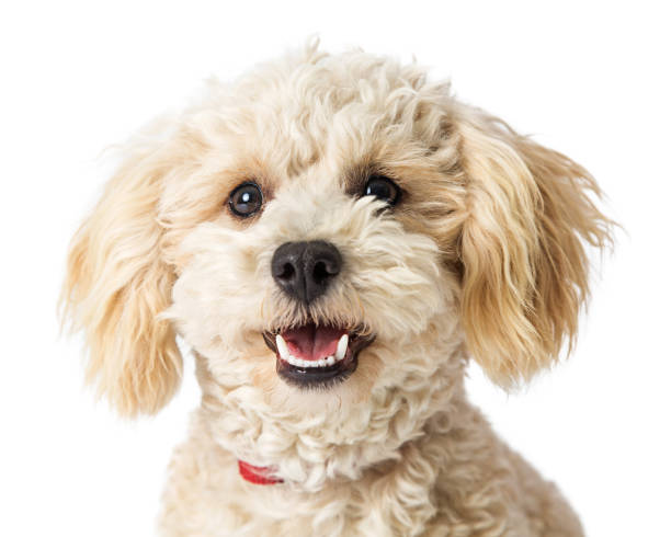 istock Closeup Happy Poodle Crossbreed Dog 959740516