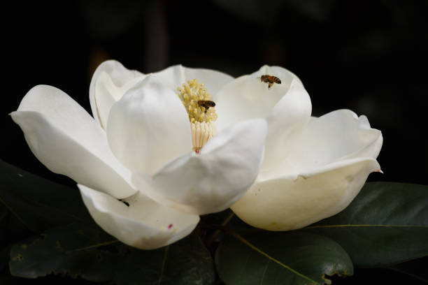 A flower A blooming white magnolia flower magnolia white flower large stock pictures, royalty-free photos & images