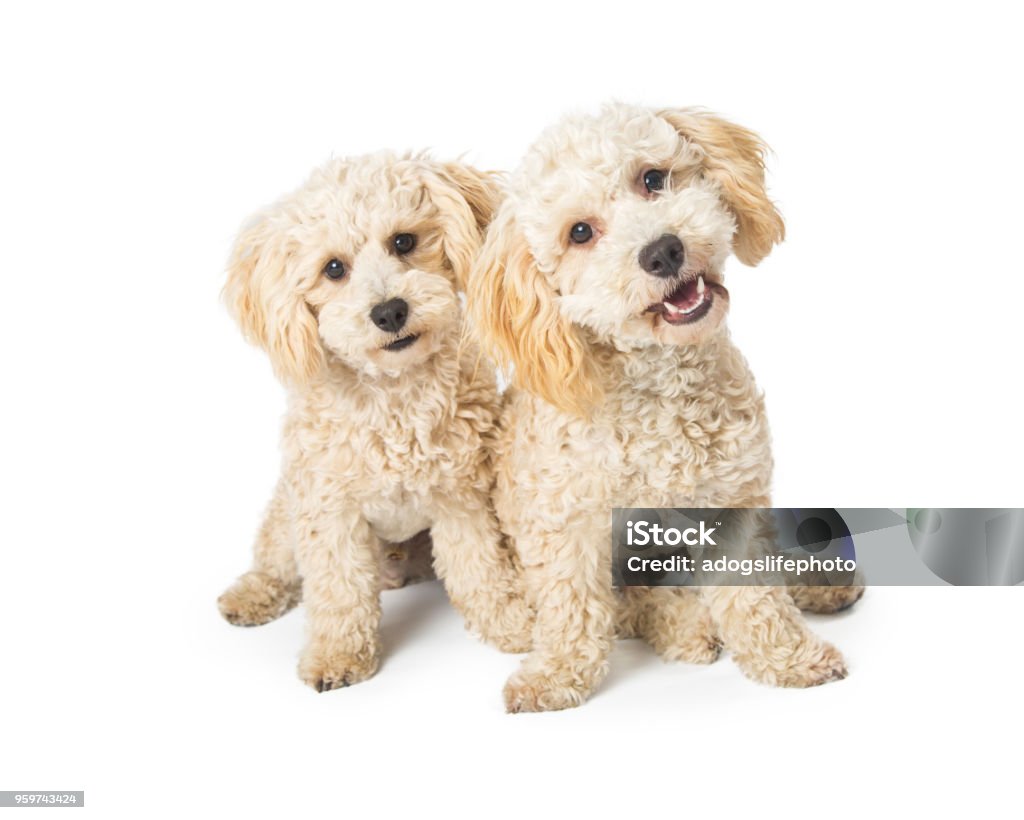 Dos perros cruce de caniche lindo en blanco - Foto de stock de Dos animales libre de derechos