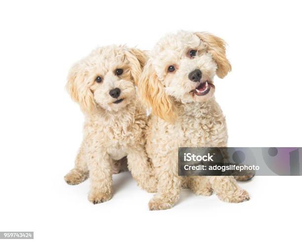 Dos Perros Cruce De Caniche Lindo En Blanco Foto de stock y más banco de imágenes de Dos animales - Dos animales, Perro, Caniche