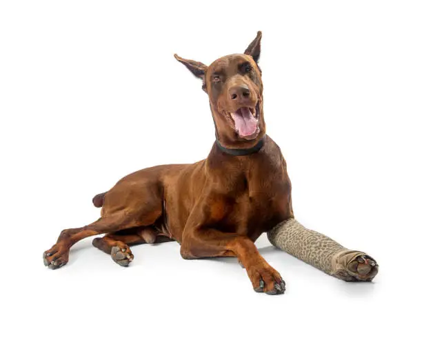 Photo of Doberman Pinscher Dog With Broken Leg