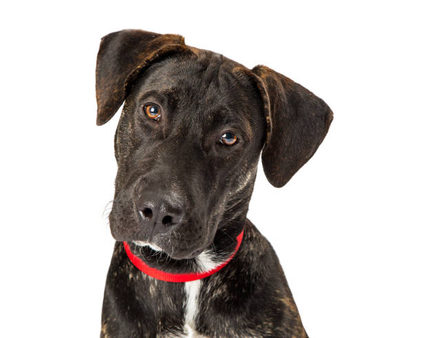istock Closeup Cute Black Labrador Crossbreed Dog 959743882