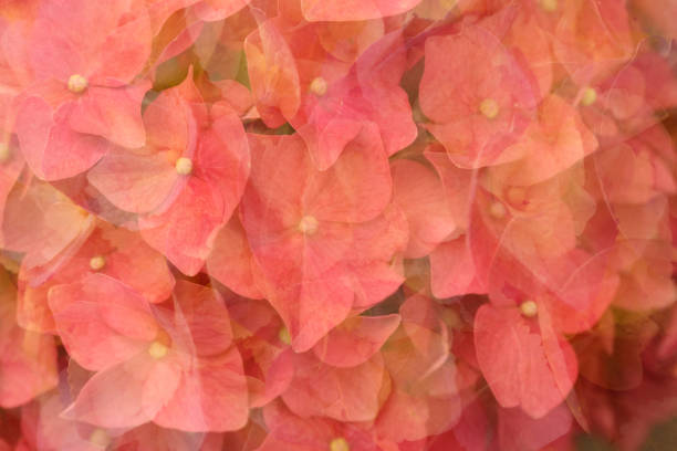 Colorful background of blooming hydrangea