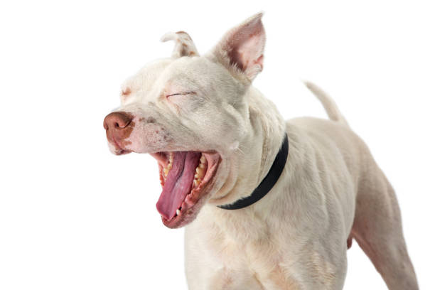 istock Nervous Pit Bull Dog Laughing 959744220