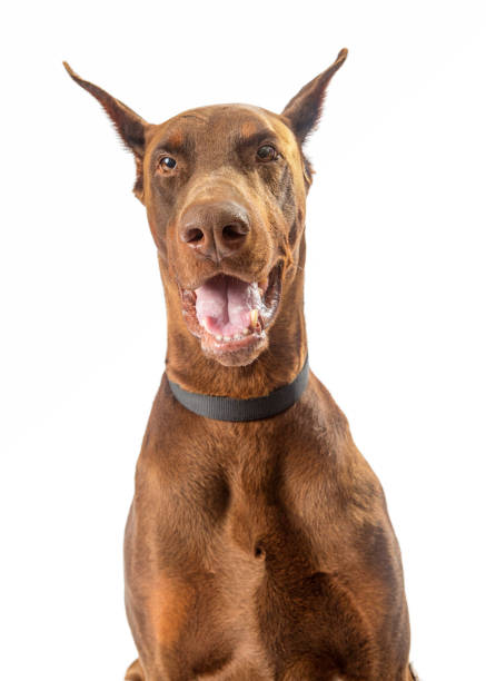 istock Happy Doberman Pinscher Dog Closeup 959744310