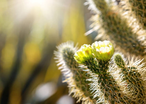 istock Closeup of Blooming Cholla Cactus With Copy Space 959744348