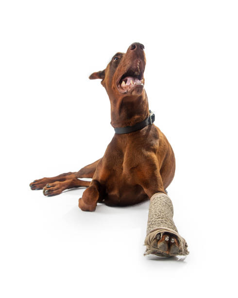 istock Large Dog With Broken Leg in Cast 959744798
