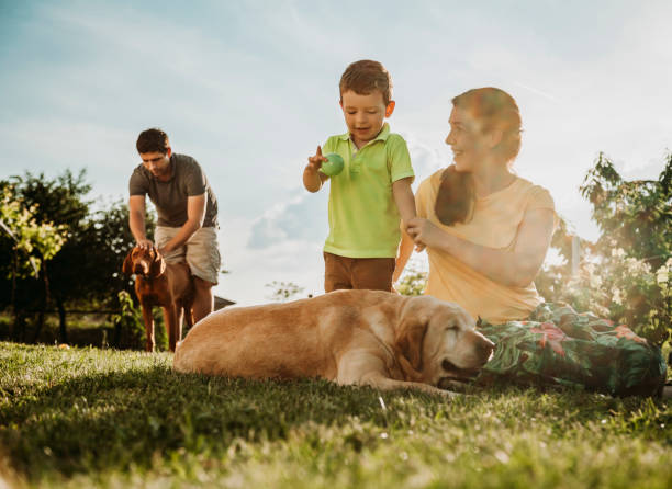 istock Happy boy and parents with dogs 959744848