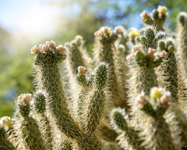 istock Cholla Cactus Plant in Arizona at Sunrise 959744868