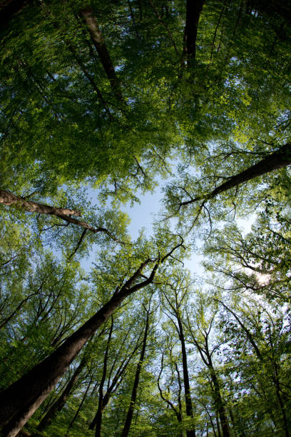 istock Riverbend Park - Hike Along the Potomac River 959745218
