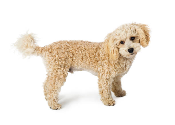 istock White Poodle Crossbreed Dog Standing Side 959745280