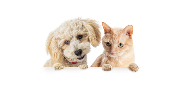 istock Cat and Dog Looking Doen Over Blank Banner 959745320