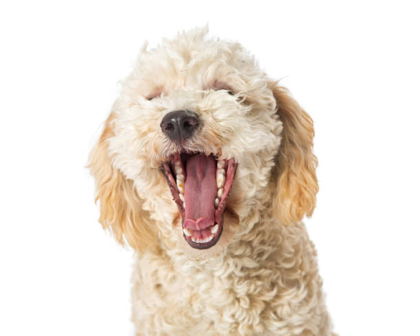 istock Poodle Dog Yawning Mouth Open Wide 959745444