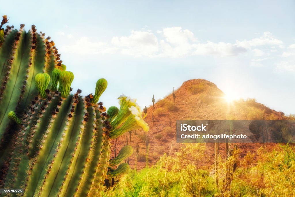 Arizona Desert Scene With Mountain and Cactus Phoenix Arizona travel scene with blooming saguaro cactus, red mountain and sunshine Arizona Stock Photo