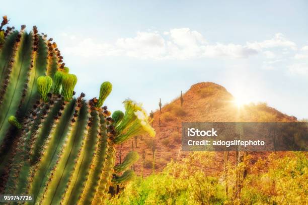 Arizona Desert Scene With Mountain And Cactus Stock Photo - Download Image Now - Arizona, Phoenix - Arizona, Desert Area
