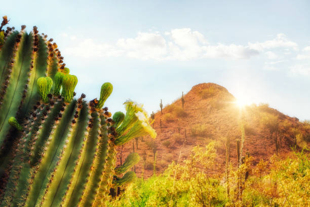 аризона пустыня сцена с горой и кактусом - sonoran desert desert arizona saguaro cactus стоковые фото и изображения