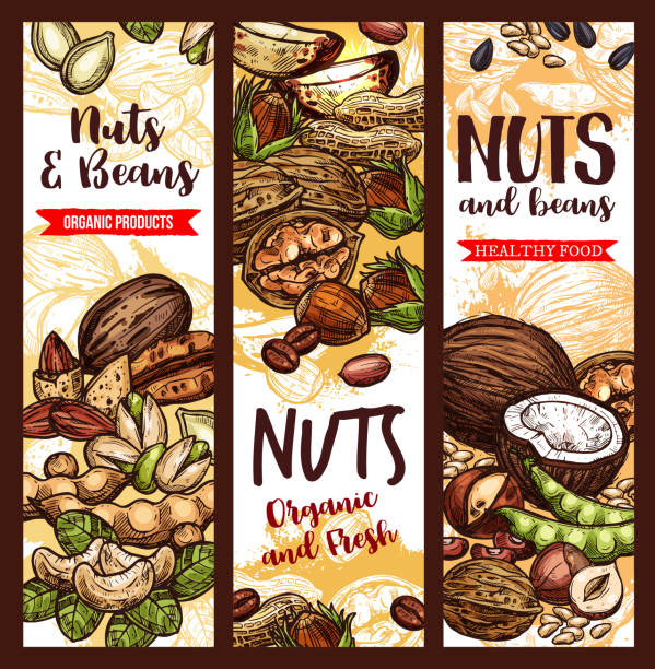 wektor szkic banner orzechów i nasion fasoli owocowej - nut walnut almond brazil nut stock illustrations
