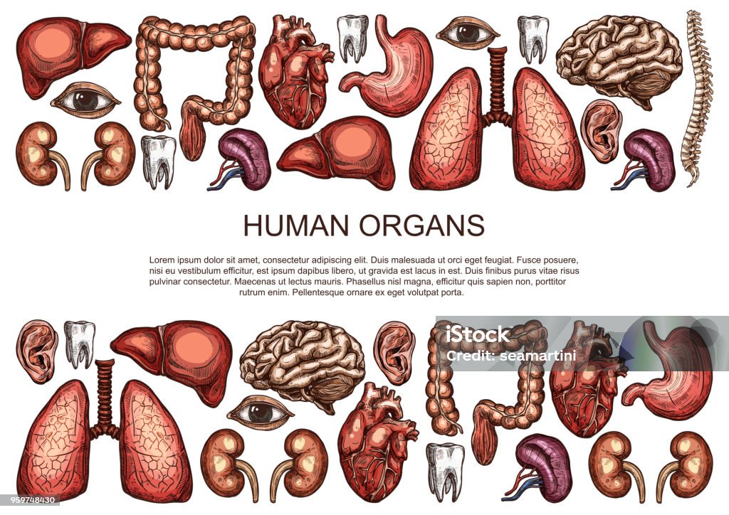 Human organs vector sketch body anatomy poster Human body anatomy sketch poster of internal organs of digestive, respiratory and vital system. Vector medical surgery design of heart, brain or lungs and kidney or bladder, eye, tooth or spleen Bladder stock vector