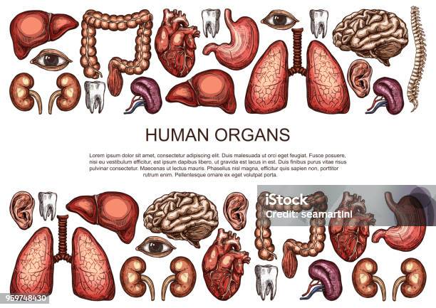 Human Organs Vector Sketch Body Anatomy Poster Stock Illustration - Download Image Now - Bladder, Pancreas, Healthcare And Medicine
