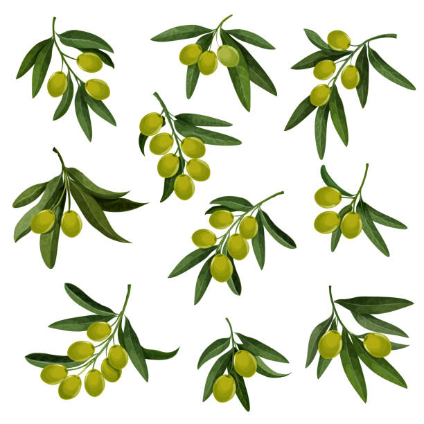 ilustrações de stock, clip art, desenhos animados e ícones de vector olives icons for extra virgin olive oil - olives