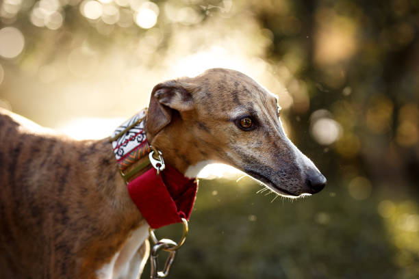 istock dog portrait 959749464