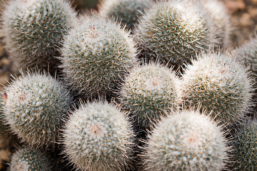 Pincushion cactus (Mammillaria Geminispina in latin). Cactus background. View from above. Berlin Botanic Garden, Germany.